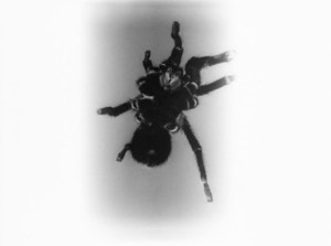 Netflix also neglected to tell me about the giant spider I would have to encounter in the opening. 