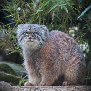 A better fun fact- the Pallas's cat lives in Afghanistan. This is the most awesome cat EVER.
