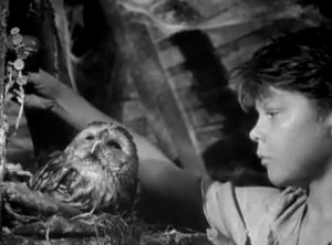 The boy called this owl 'The Mayor' and now I want to change my cat's name